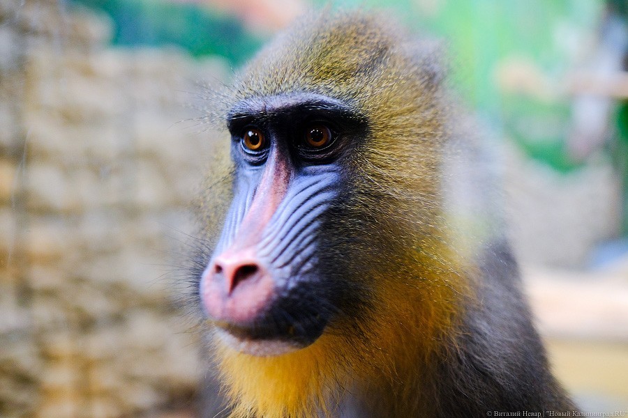 Тыква на обед, а не за билет! Показательное кормление животных в зоопарке (фото)