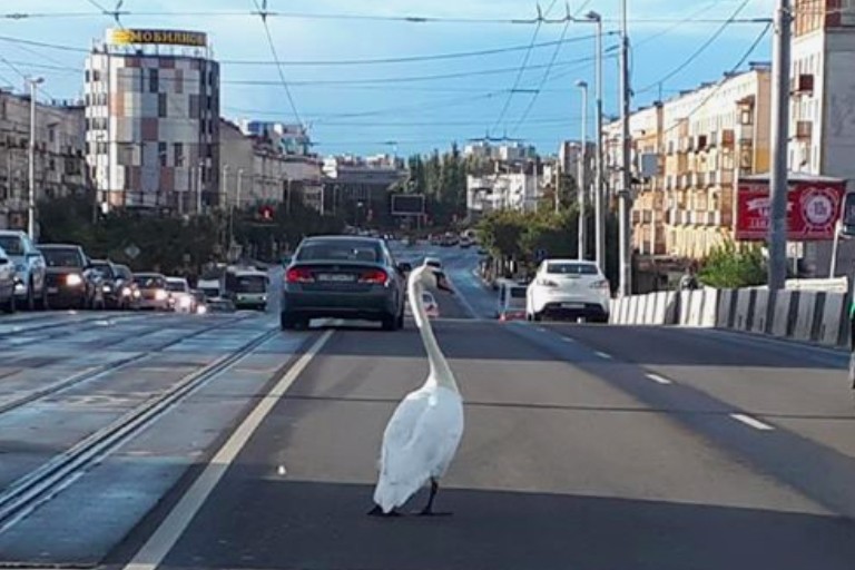 В Калининграде по эстакадному мосту опять гулял лебедь (фото)