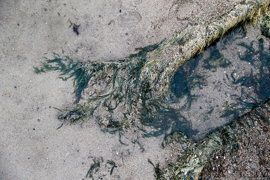 Лучше Афродиты: море подарило калининградцам остатки реликтового леса (фото)