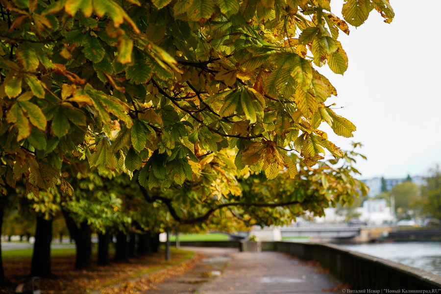 Синоптики: выходные в Калининграде будут прохладными и дождливыми