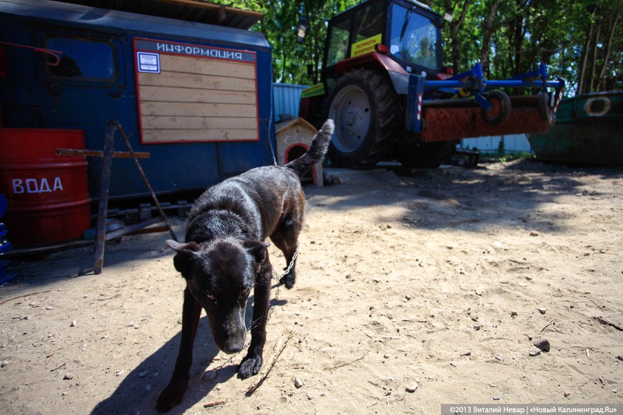 МЧС дало советы, как защититься при нападении агрессивной собаки