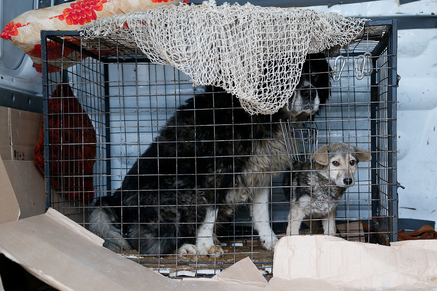 «Петля, намордник, ошейник»: как волонтеры бездомных собак отлавливают