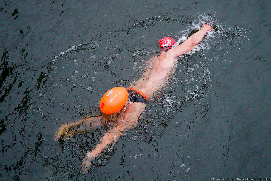 День моржа: как пловцы пытались защитить экосистему Преголи (фото)
