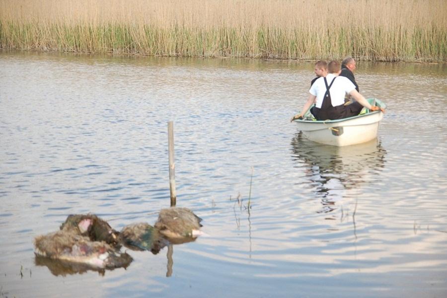 Россельхознадзор: в Польше — новый случай массового падежа кабанов из-за АЧС (фото)