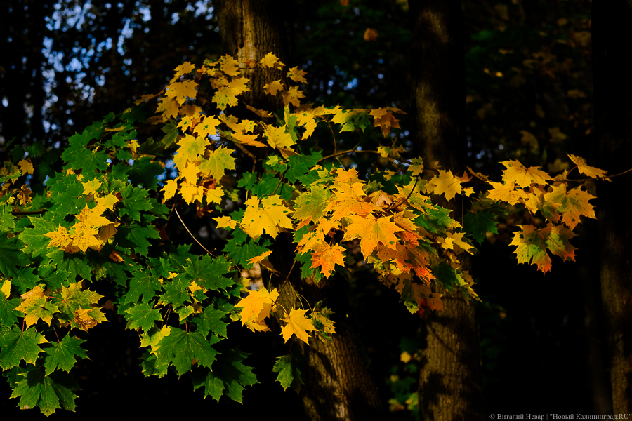 На 4-6 градусов выше нормы: калининградцам обещают тепло к концу недели