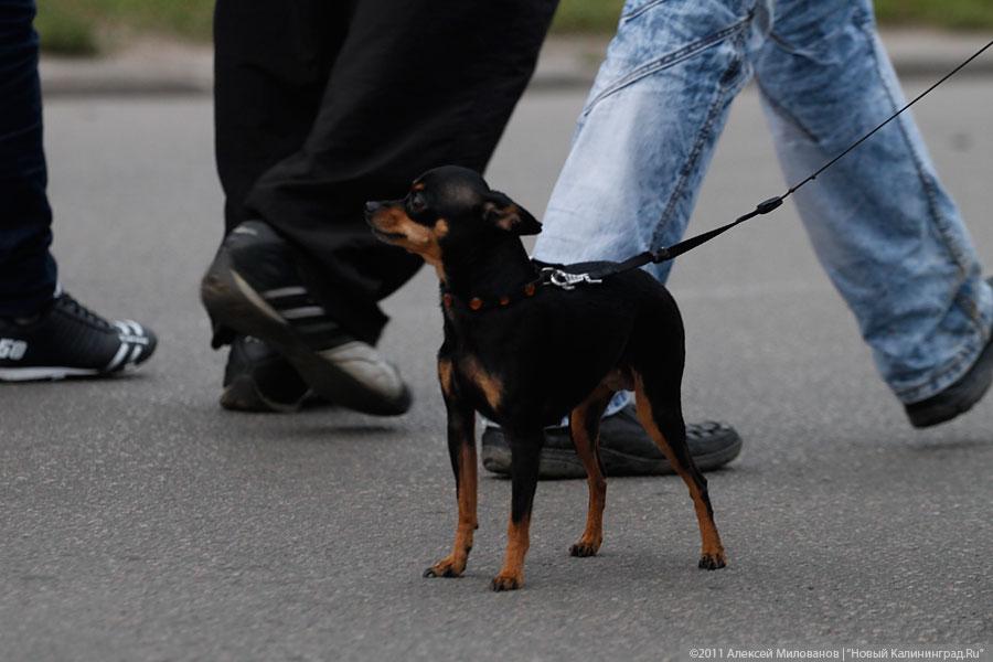"Последний осенний": фоторепортаж "Нового Калининграда.Ru"