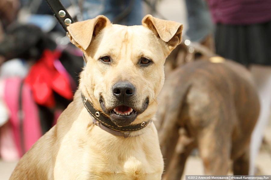 «Чистокровные двортерьеры»: фоторепортаж с выставки собак «Дворянское собрание»