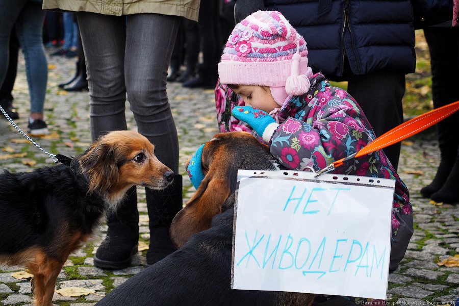 За что нас убивают?: как в Калининграде митинговали в защиту животных