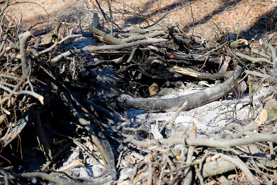 Пеньки в Холмогоровке: кто вырубает лесопарк под Калининградом