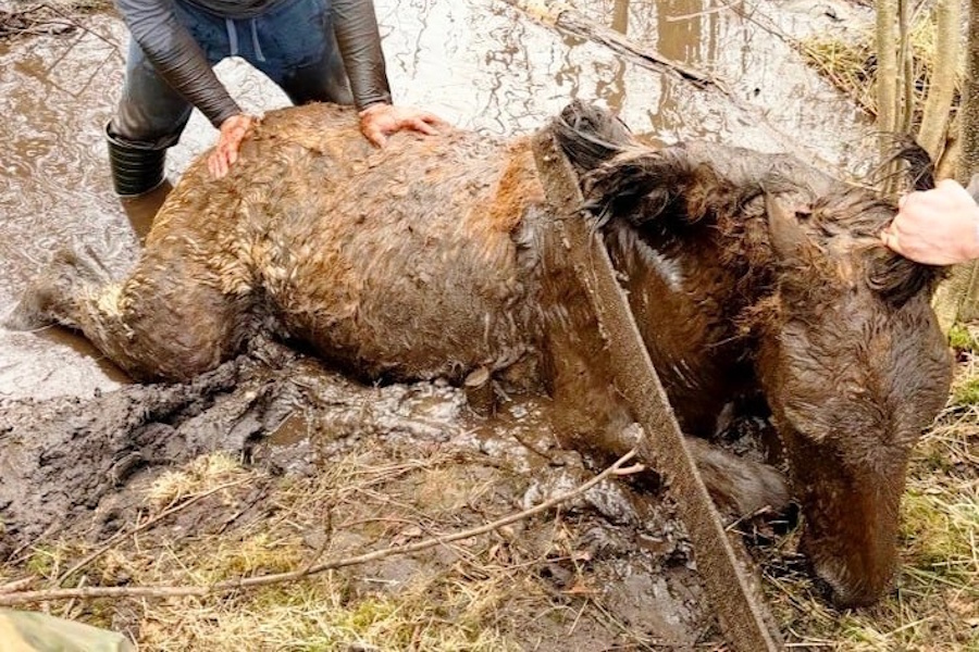 Калининградские поисковики спасли тонущего в болоте жеребенка (фото)