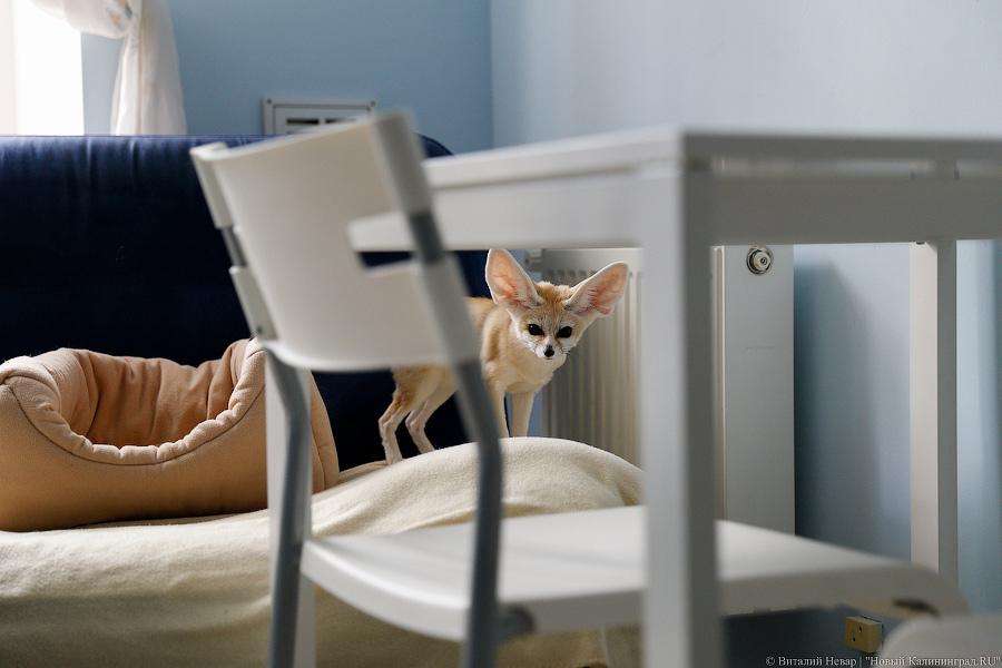 Длинноухое фыр-фыр-фыр: пара фенеков поселилась в Калининграде