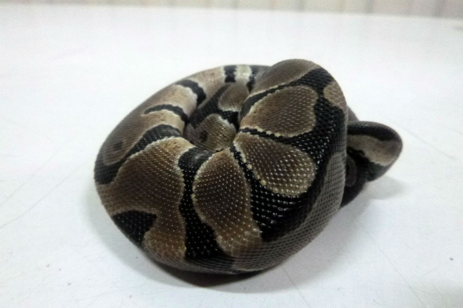 Калининградец пытался вывезти из Польши в кармане королевского питона (фото)