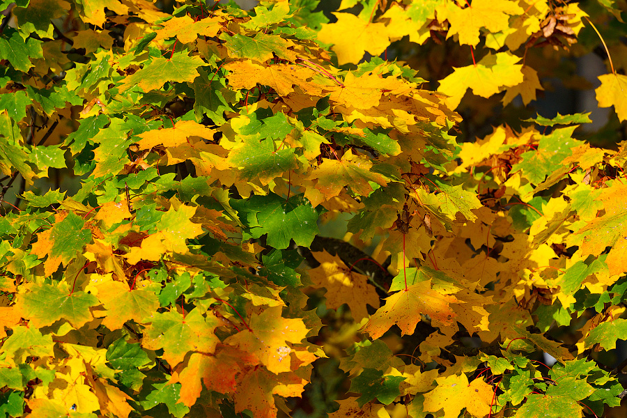 Время тыквы: как в Калининграде проходит необычная осень (фото)