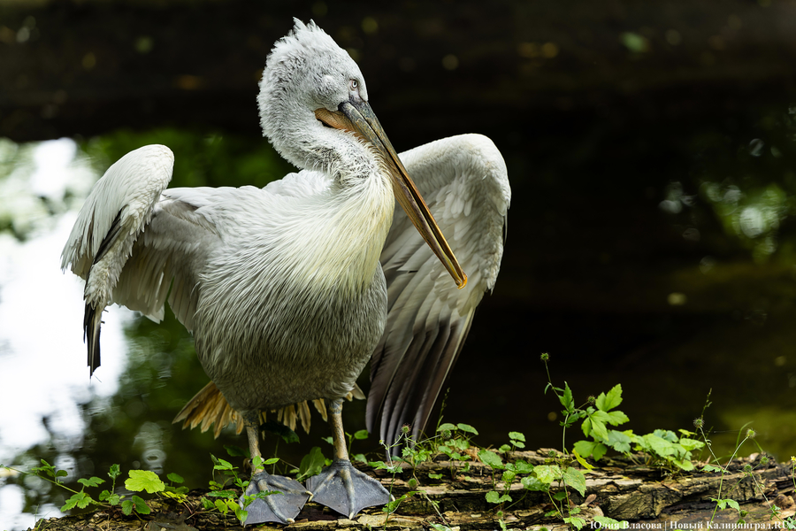 Вольные птицы: в зоопарке Калининграда пернатых выпустили в водоемы (фото)