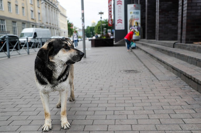 В Калининграде на 9-летнюю девочку напала бездомная собака