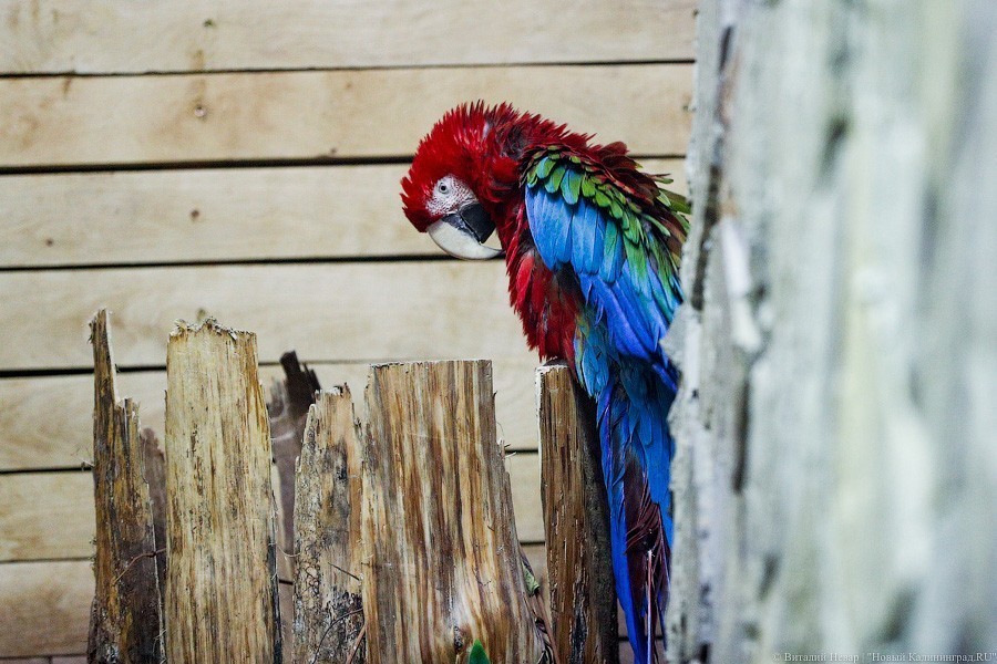 В зоопарке открыт Дом тропической птицы. Посмотрите на жако и спящего трубкозуба