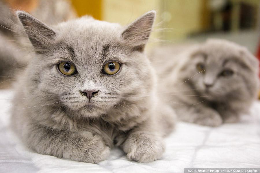 Кот — друг человека: в Калининграде отметили очередной кошачий праздник