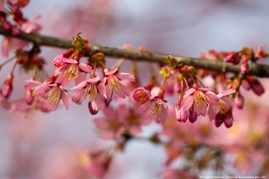 Розовое облако: в Калининграде расцвела сакура (фото)