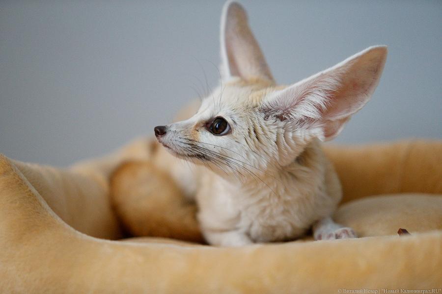 Длинноухое фыр-фыр-фыр: пара фенеков поселилась в Калининграде