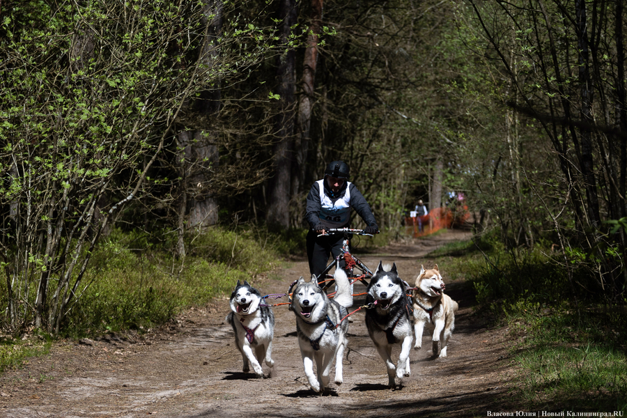 Совсем не Джек Лондон: как калининградцы с питомцами соревновались в ездовом спорте (фото)