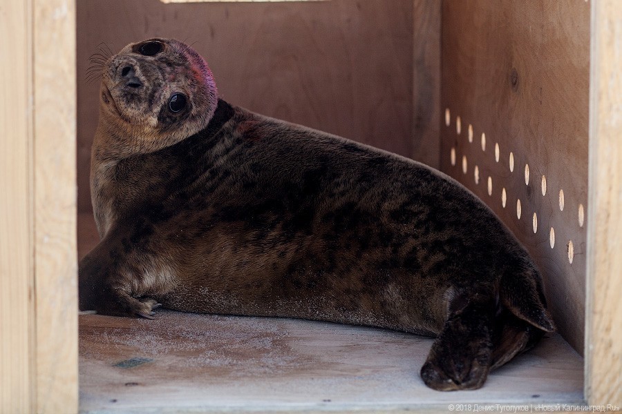 «Биосфера Балтики» показала, как выхаживают первого взятого на реабилитацию тюленёнка (видео)