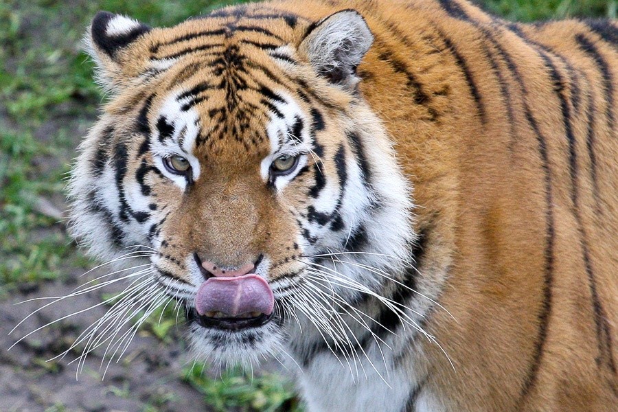 В Калининградском зоопарке учились ловить «сбежавшего» тигра