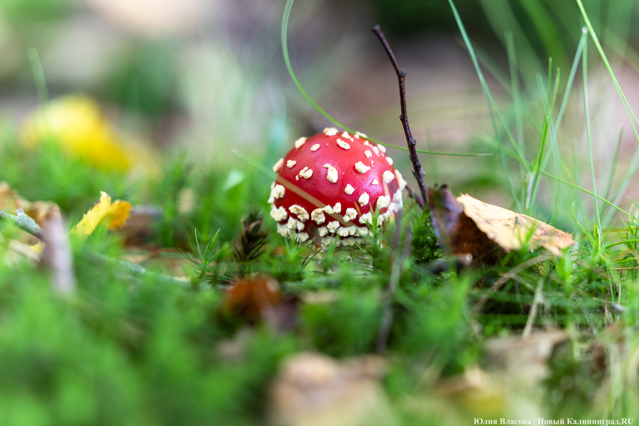 Они пошли: фоторепортаж с открытия «тихой охоты» в Калининградской области (фото)