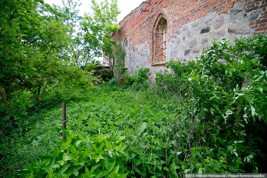 Навоз и куры: кирха 14-го века в поселке Каштаново стала пастбищем для скота