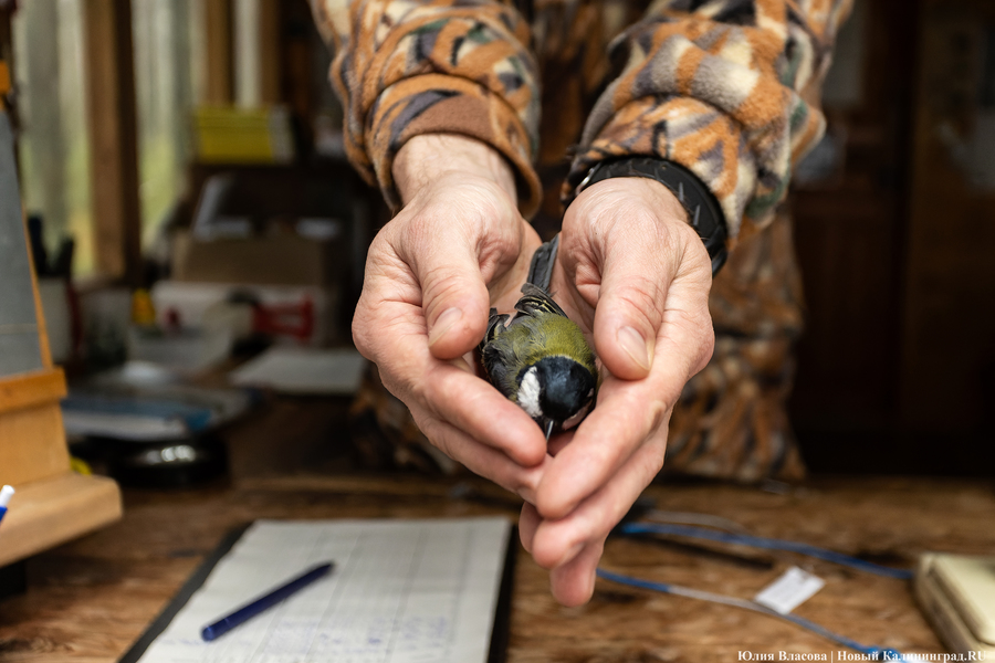 Туманность Куршской косы: как ловят и кольцуют птиц на «Фрингилле» (фото) 