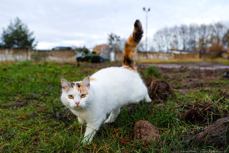 С нами «Тор»: как на Балтфлоте осваивают новейшее вооружение