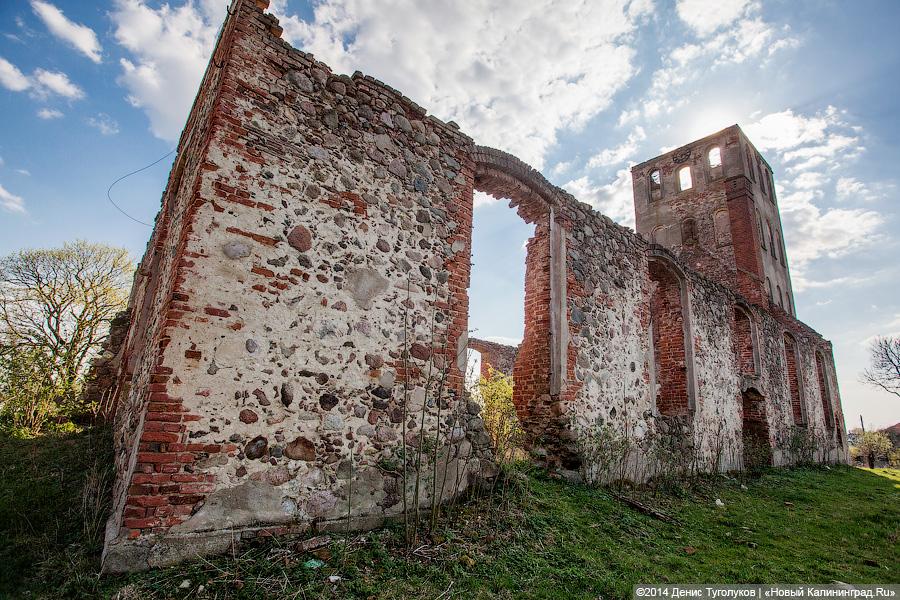 Руины, сараи, коровы: кирха XVIII века в поселке Тимирязево стала местом для выпаса скота