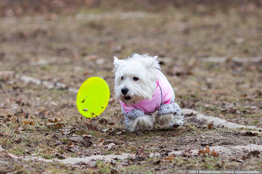 «Зубастые ловцы»: фоторепортаж с соревнований по дог-фрисби