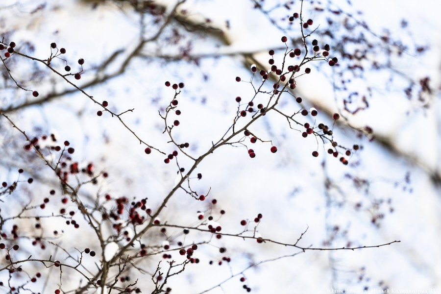 После двадцати лет ожидания: как Калининград встретил Новый год со снегом (фото)