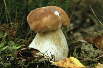 В Калининградской области семья из 6 человек отравилась грибами