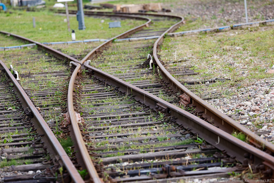 Между Советском и Калининградом поезд насмерть сбил лося 