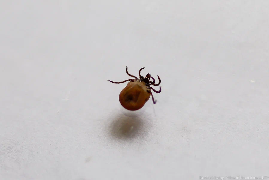 На акарицидную обработку территории Калининграда в 2026 году выделяют 7 млн