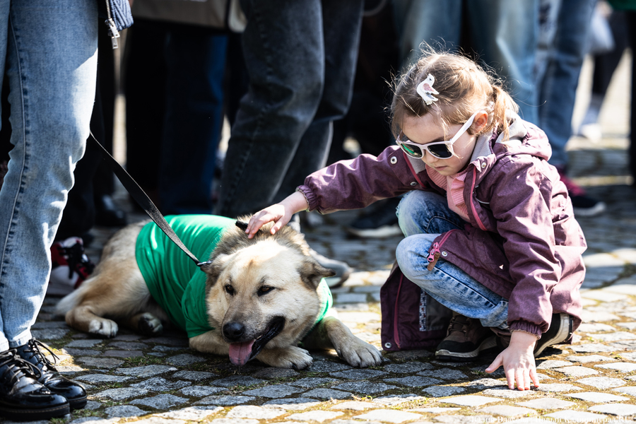 В защиту братьев меньших: в Калининграде прошёл митинг против убийства животных (фото)
