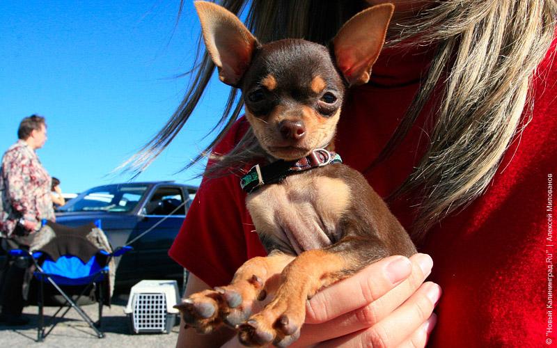 Итоги года-2009: Главные кадры