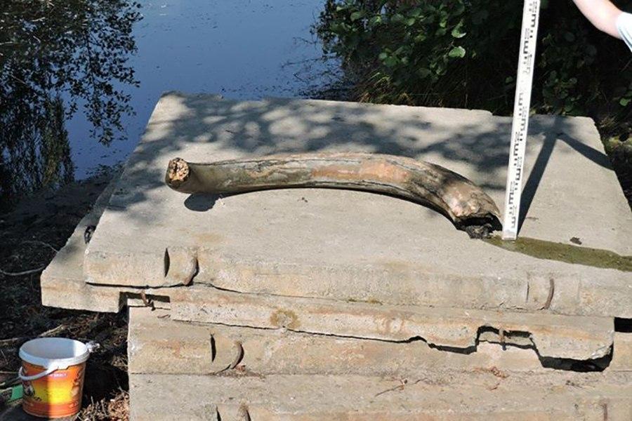 В Польше школьница нашла метровый бивень мамонта в пруду в центре города (фото)