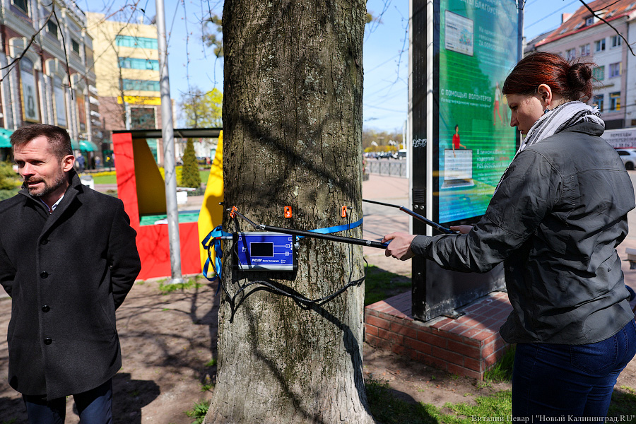 Правило «небуравчика»: власти Калининграда презентовали томограф для деревьев (фото)