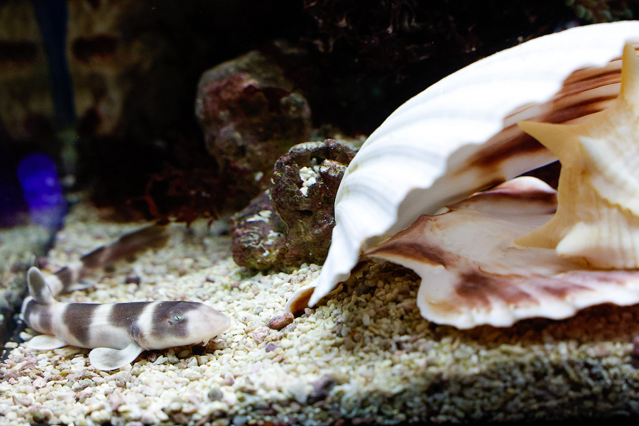 Baby Shark: в Музее Мирового океана родились «акулята-котята» (фото)