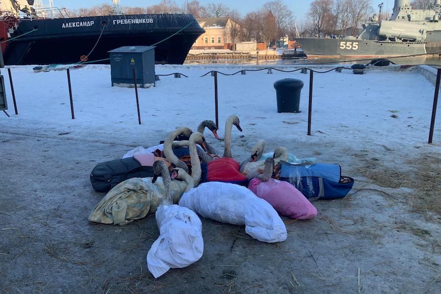 В Балтийске проводится проверка из-за мазутного пятна, в которое попали лебеди
