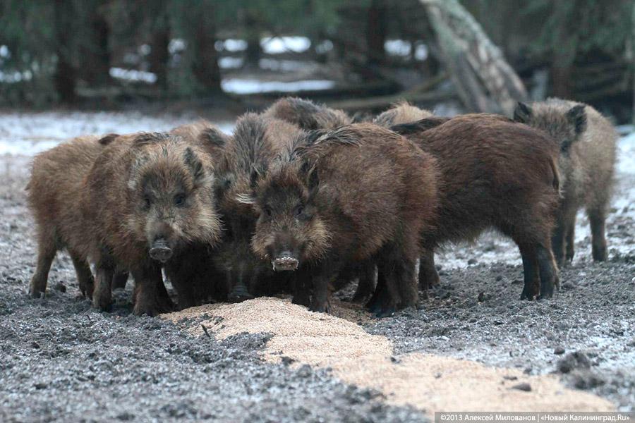 «Со свиным рылом»: как кормят кабанов на Куршской косе