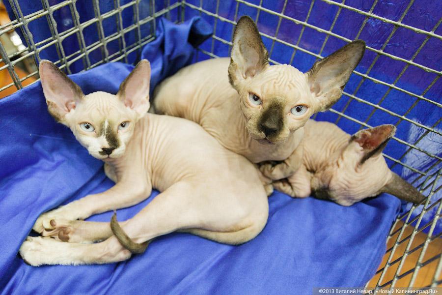 Кот — друг человека: в Калининграде отметили очередной кошачий праздник