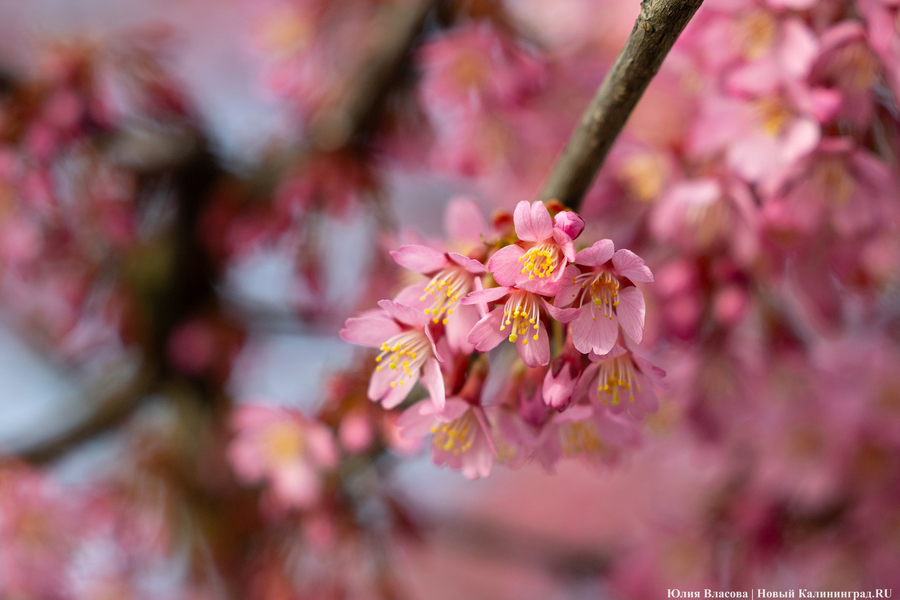 Розовое облако: в Калининграде расцвела сакура (фото)
