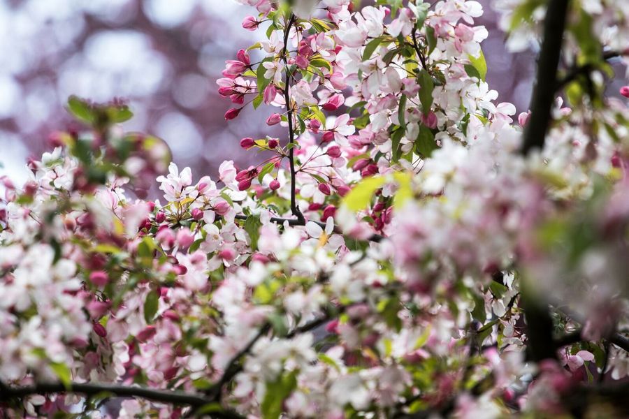 Юлия Власова