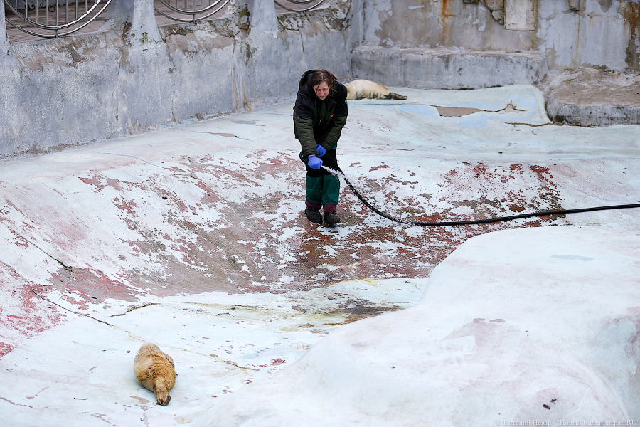 Мама, это я: в Калининградском зоопарке родились три тюлененка