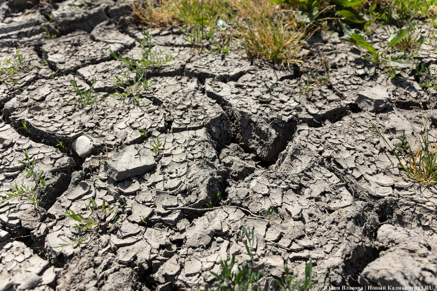 Засуха. Как это выглядит в Калининградской области (фото)