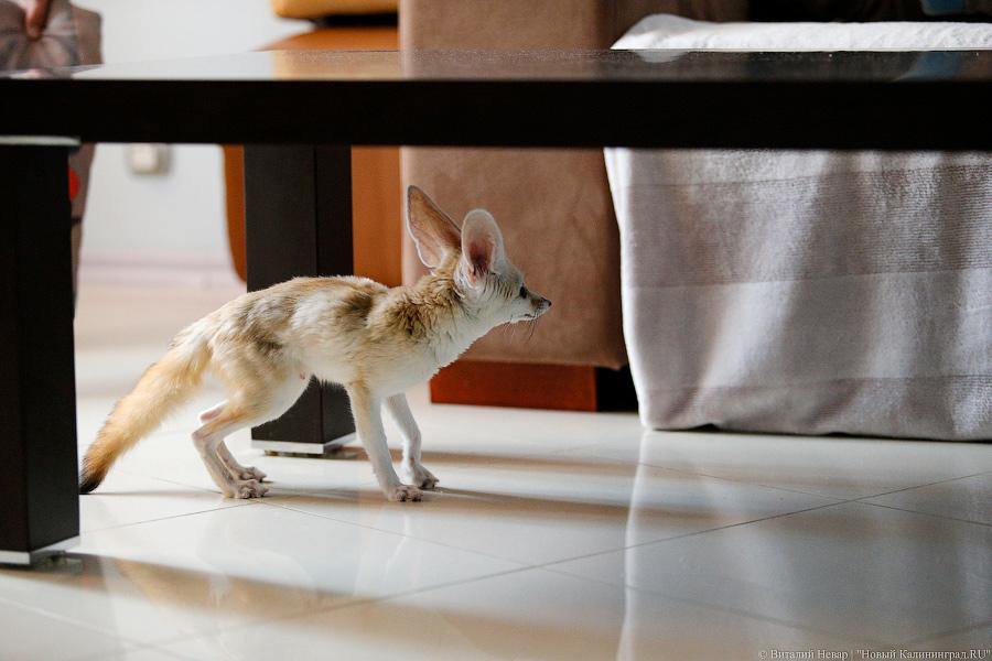 Длинноухое фыр-фыр-фыр: пара фенеков поселилась в Калининграде