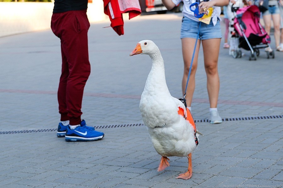 Rauschen girls: о чём шутили на «Голосящем КиВиНе» в Светлогорске (фото)